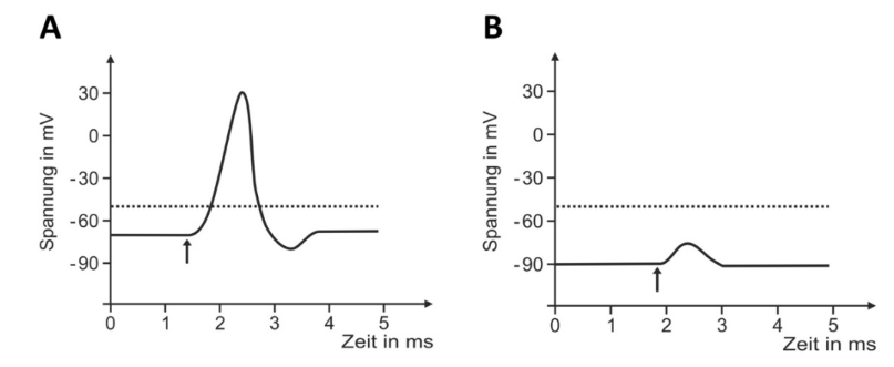 Diagramme A und B zeigen unterschiedliche Spannungsverläufe über die Zeit in Millisekunden.
